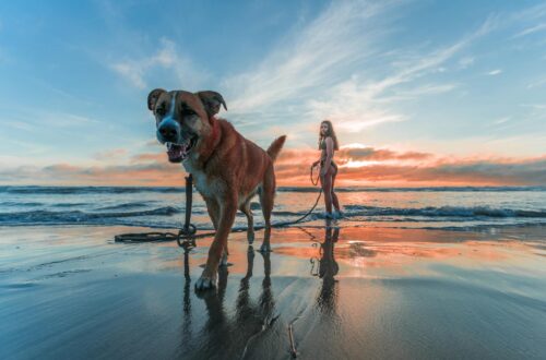 woman wearing bikini walking on beach shore with adult brown and white boxer dog during sunset