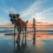 woman wearing bikini walking on beach shore with adult brown and white boxer dog during sunset