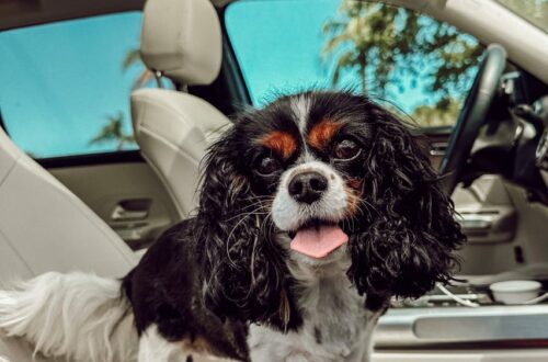 dog on a car seat