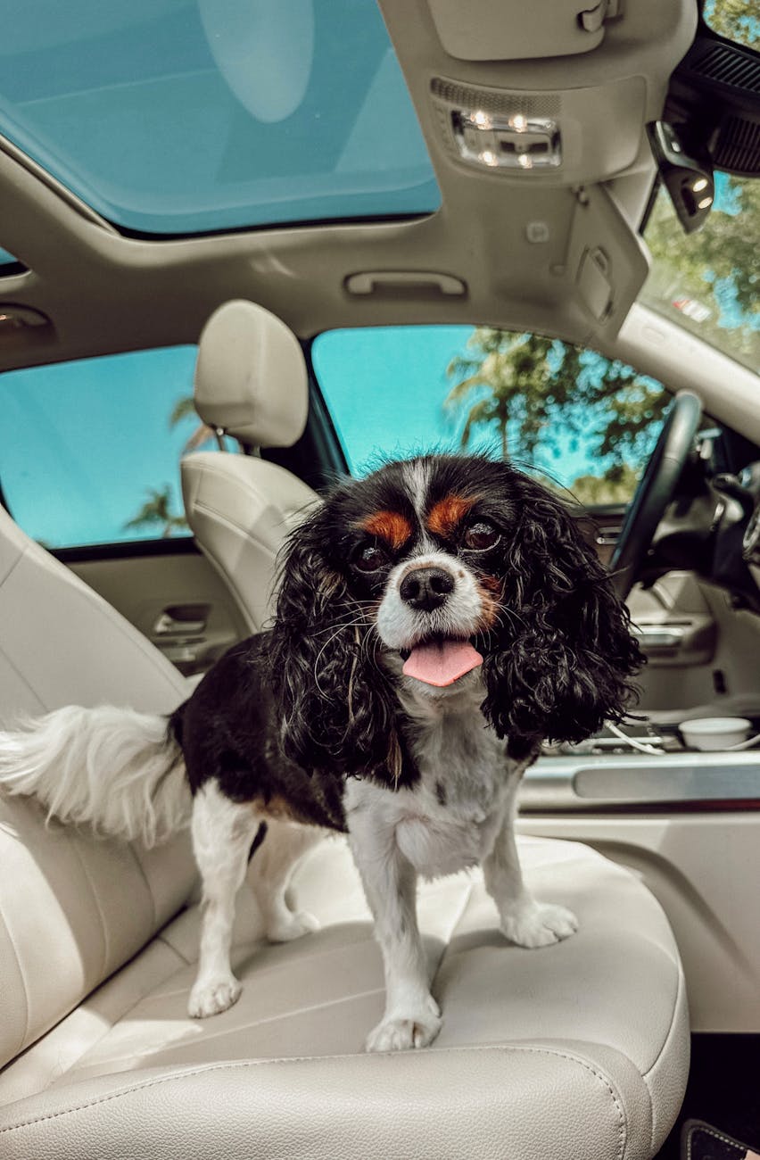 dog on a car seat