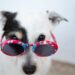 white dog wearing sunglasses