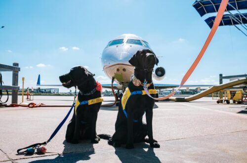 Photo by Jeswin  Thomas on <a href="https://www.pexels.com/photo/service-dogs-in-front-of-an-airplane-at-an-airport-18723775/" rel="nofollow">Pexels.com</a>