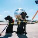 service dogs in front of an airplane at an airport