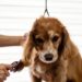 groomer brushing a dog