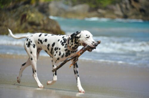 dalmatian playing on samana beach