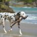 dalmatian playing on samana beach