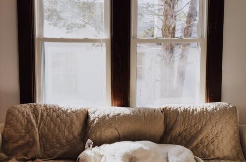 Photo by Kelly on <a href="https://www.pexels.com/photo/cozy-dog-sleeping-on-couch-in-sunlit-room-30226651/" rel="nofollow">Pexels.com</a>