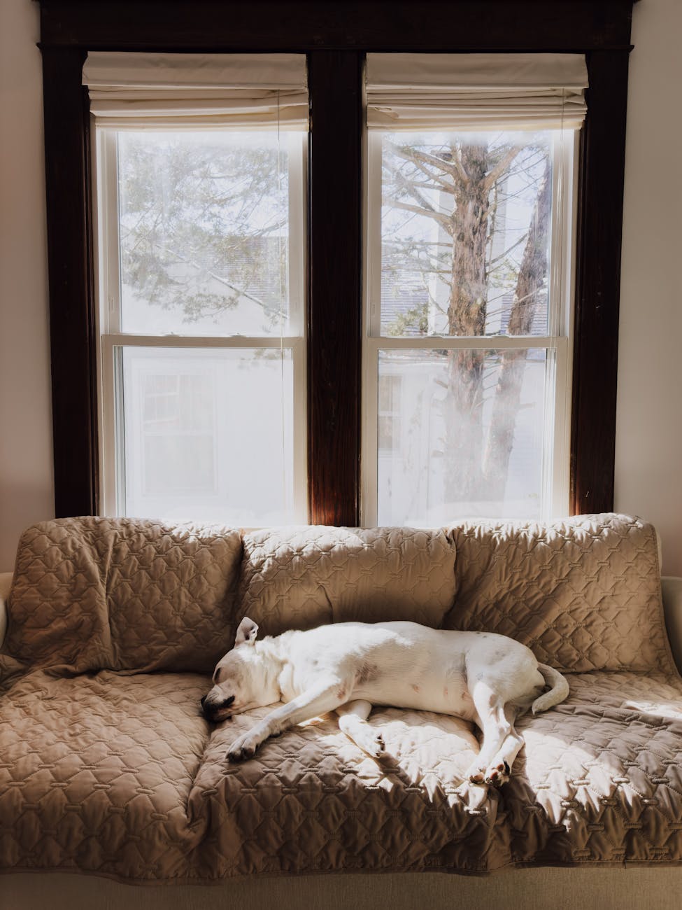 cozy dog sleeping on couch in sunlit room