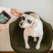 ethnic owner with smartphone putting sunglasses on puppy