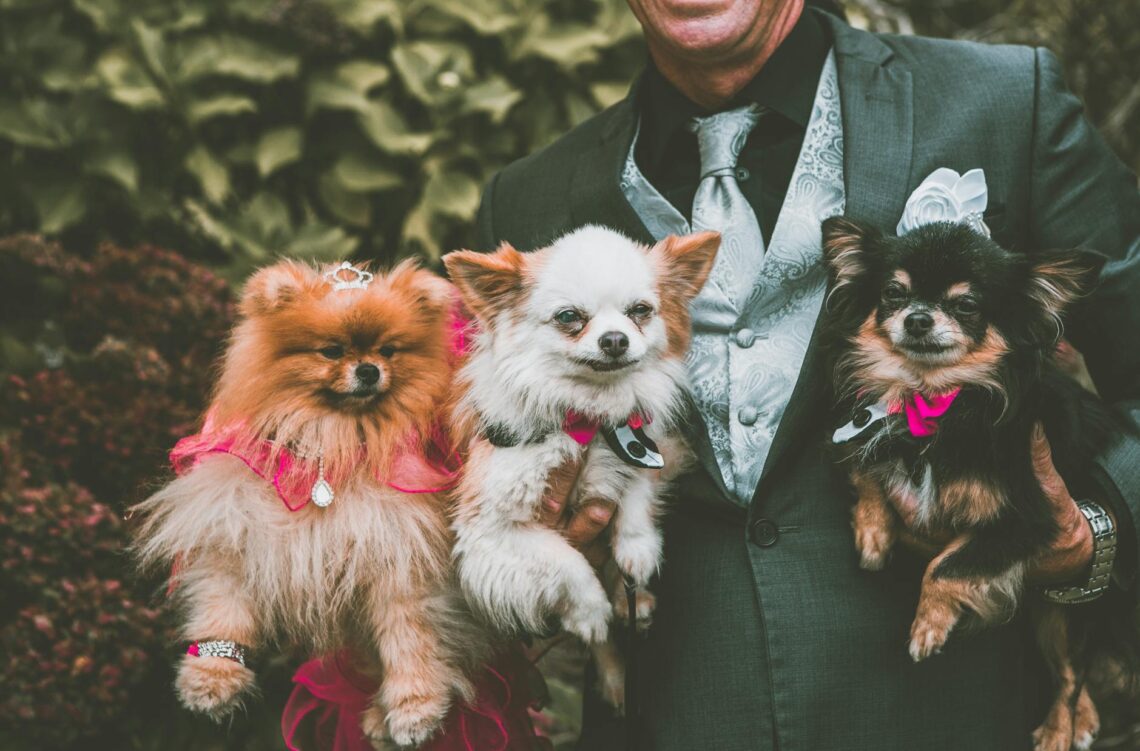 anonymous man holding various purebred dogs during outdoor party in garden