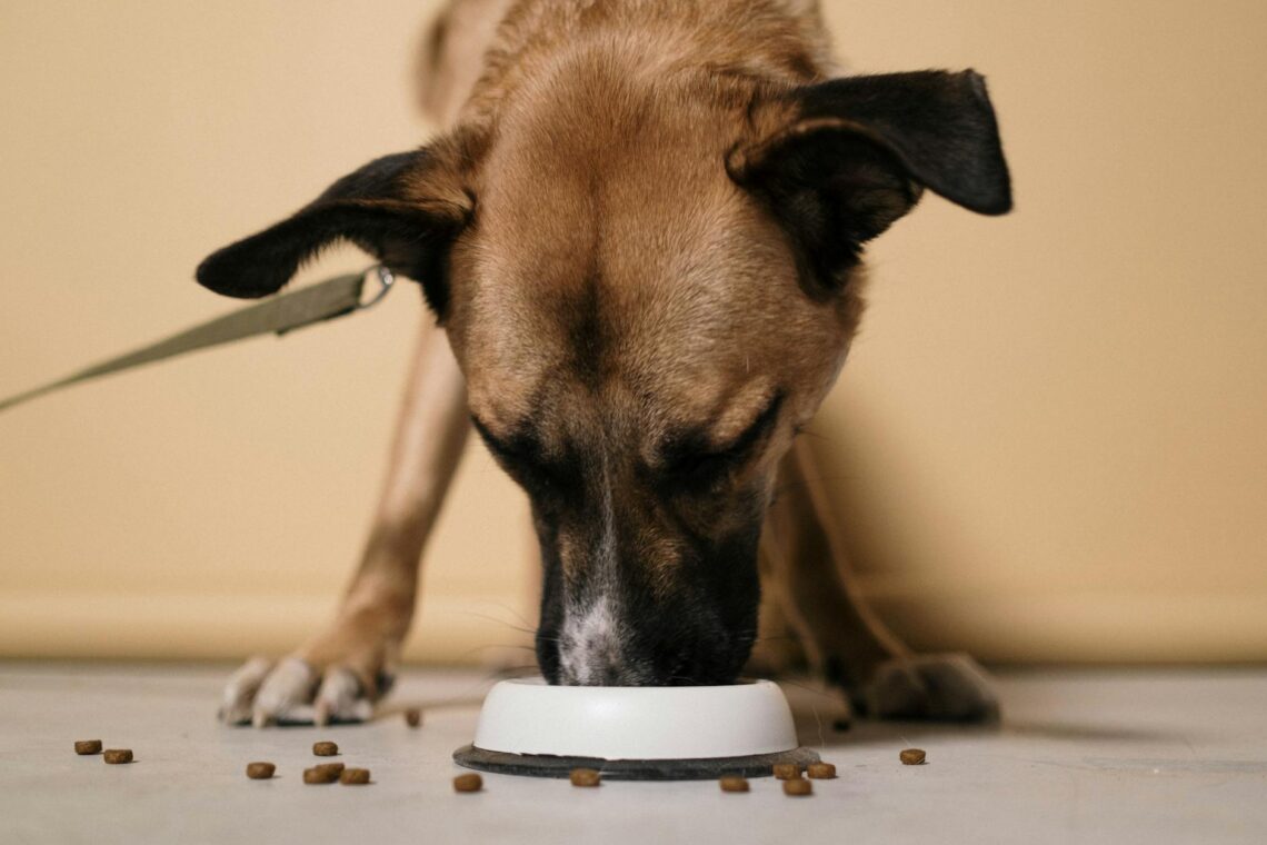 close up shot of a dog eating