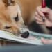 a cute brown dog leaning on an artwork painted in a sketchpad