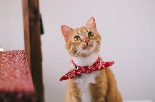 photo of orange tabby cat with red handkerchief