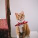 photo of orange tabby cat with red handkerchief