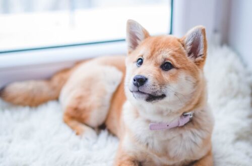 brown and white short coated puppy