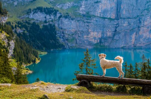 swan on lake against mountain