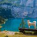 swan on lake against mountain