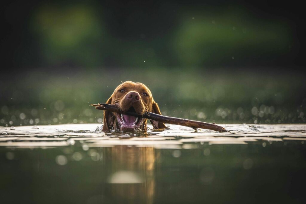 Picture of Can Dogs Eat Bugs? Exploring Insect-Based Pet Food Options – Maison Marley