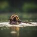 brown dog on water with stick on its mouth