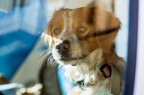 adorable dog sitting inside vehicle interior