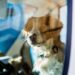 adorable dog sitting inside vehicle interior