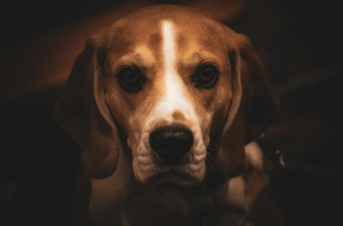 close up portrait of a beagle dog