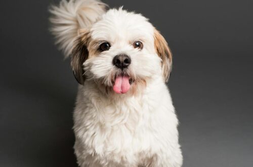 shih tzu photo on studio shot