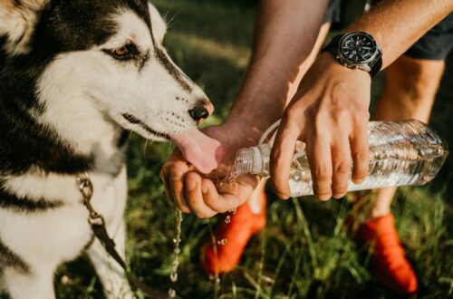 a person helping the dog to drink