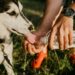 a person helping the dog to drink