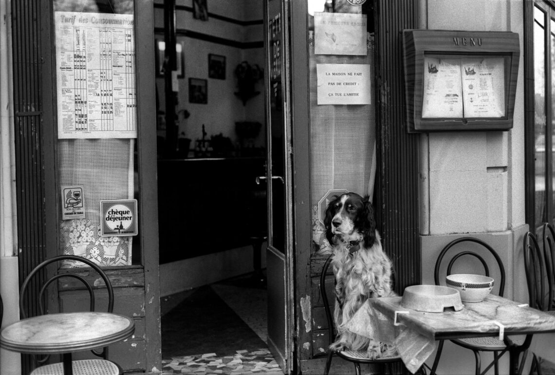 dog sitting at table in cafe