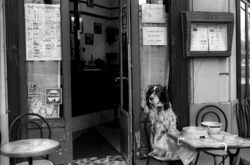 dog sitting at table in cafe