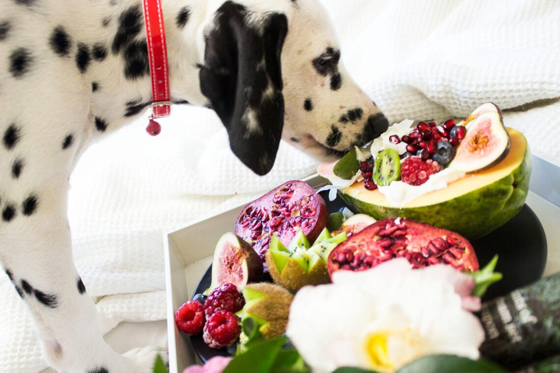 black and white dalmatian dog eating fruits