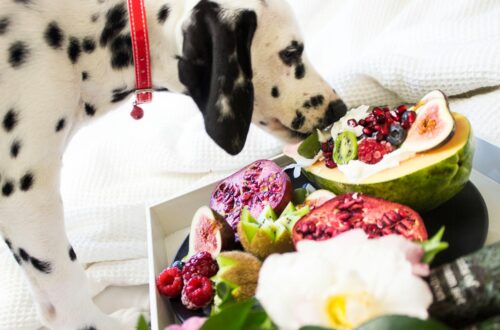 black and white dalmatian dog eating fruits