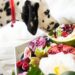 black and white dalmatian dog eating fruits